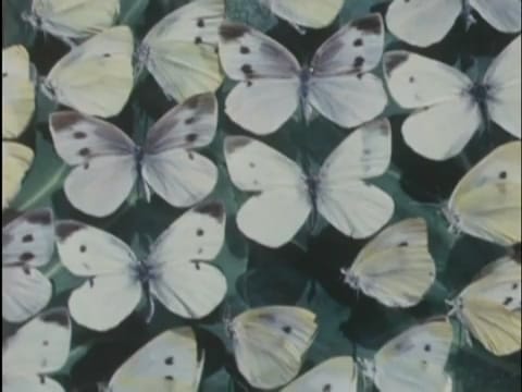 In Translation | The Cabbage Butterfly (dir. Sumiko Haneda, 1968)